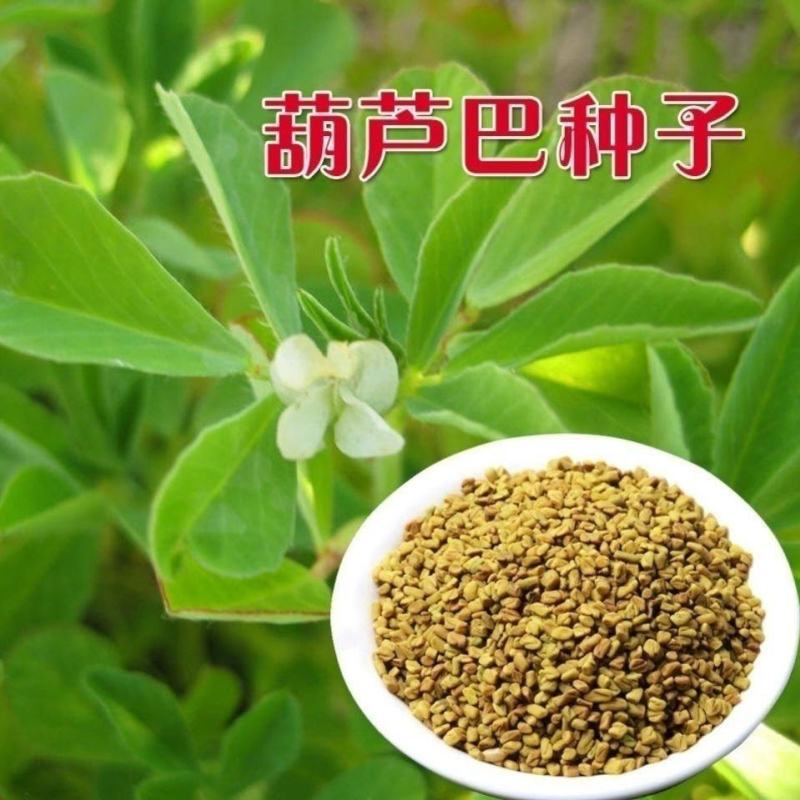 葫芦巴种子胡芦巴胡卢巴一年生叶宝菜籽别称香草香豆种子可