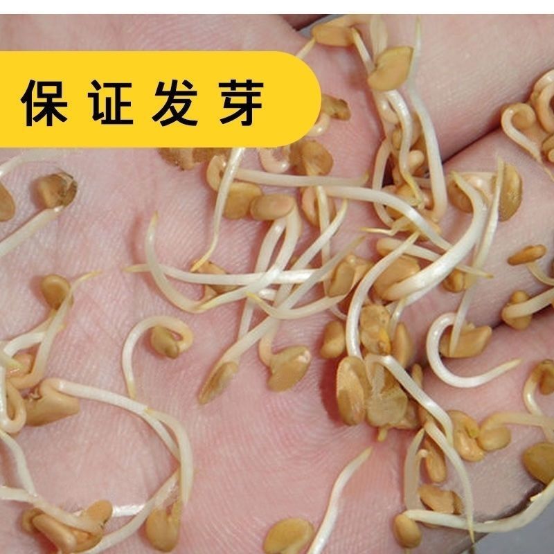 葫芦巴种子胡芦巴胡卢巴一年生叶宝菜籽别称香草香豆种子可
