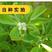 葫芦巴种子胡芦巴胡卢巴一年生叶宝菜籽别称香草香豆种子可