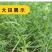 葫芦巴种子胡芦巴胡卢巴一年生叶宝菜籽别称香草香豆种子可