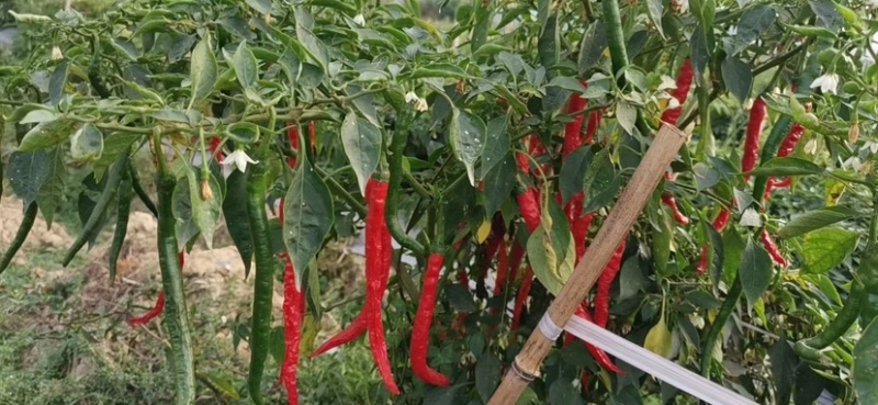 广西红线椒3号8号巿场货工厂货大量供应基地直发