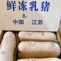 【精品】鲜冻乳猪批发工厂店一手货源供应稳定欢迎老板合作