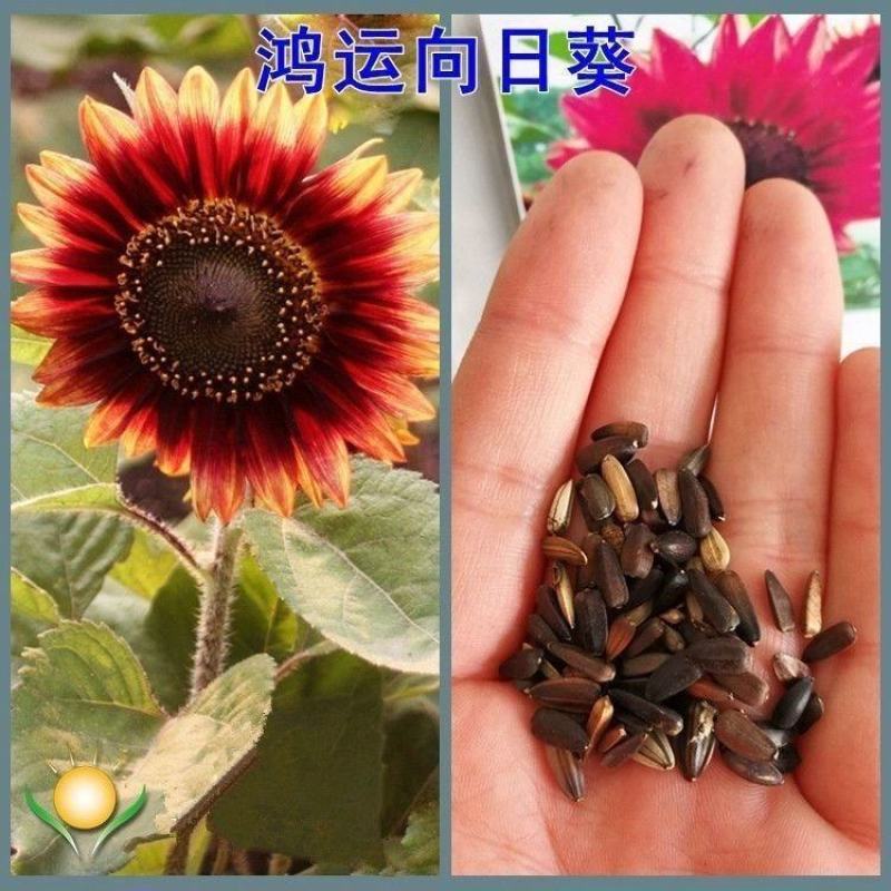 鸿运向日葵种子春夏秋播种观赏红色向日葵种子庭院花海景观园