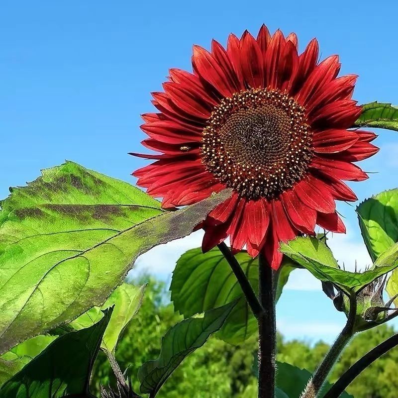 鸿运向日葵种子春夏秋播种观赏红色向日葵种子庭院花海景观园