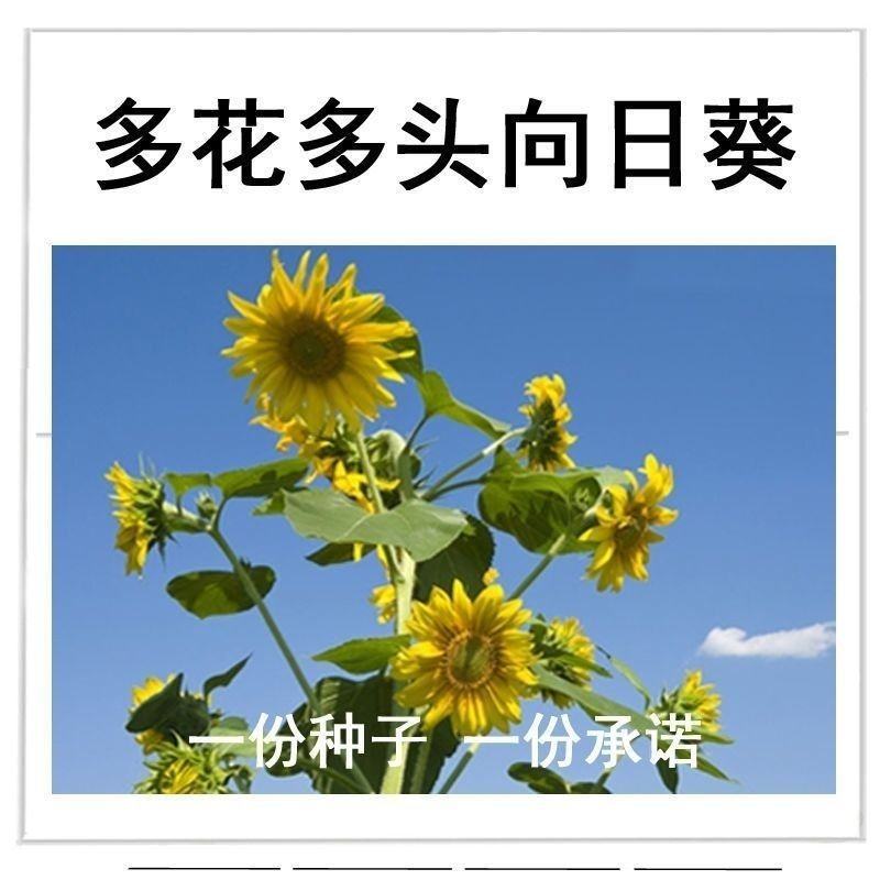 矮杆多花多头向日葵种子春夏秋播种观赏向日葵种子庭院花海易
