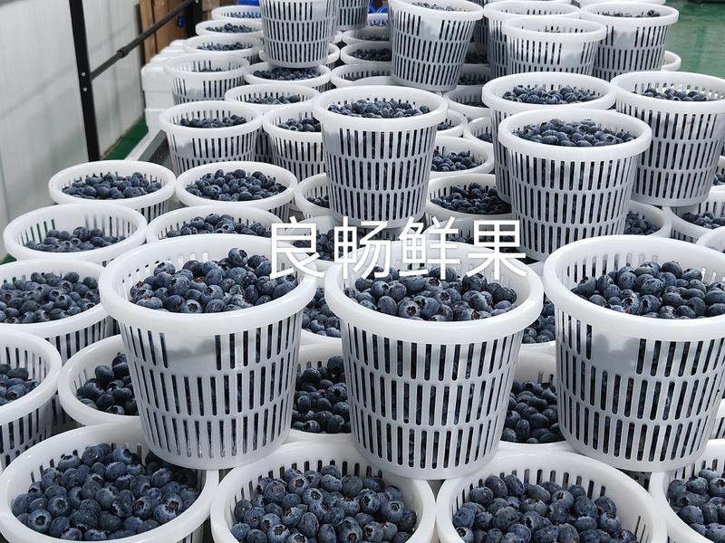 精品蓝莓纯脆甜带花香L25产地一手货源对接电商市场