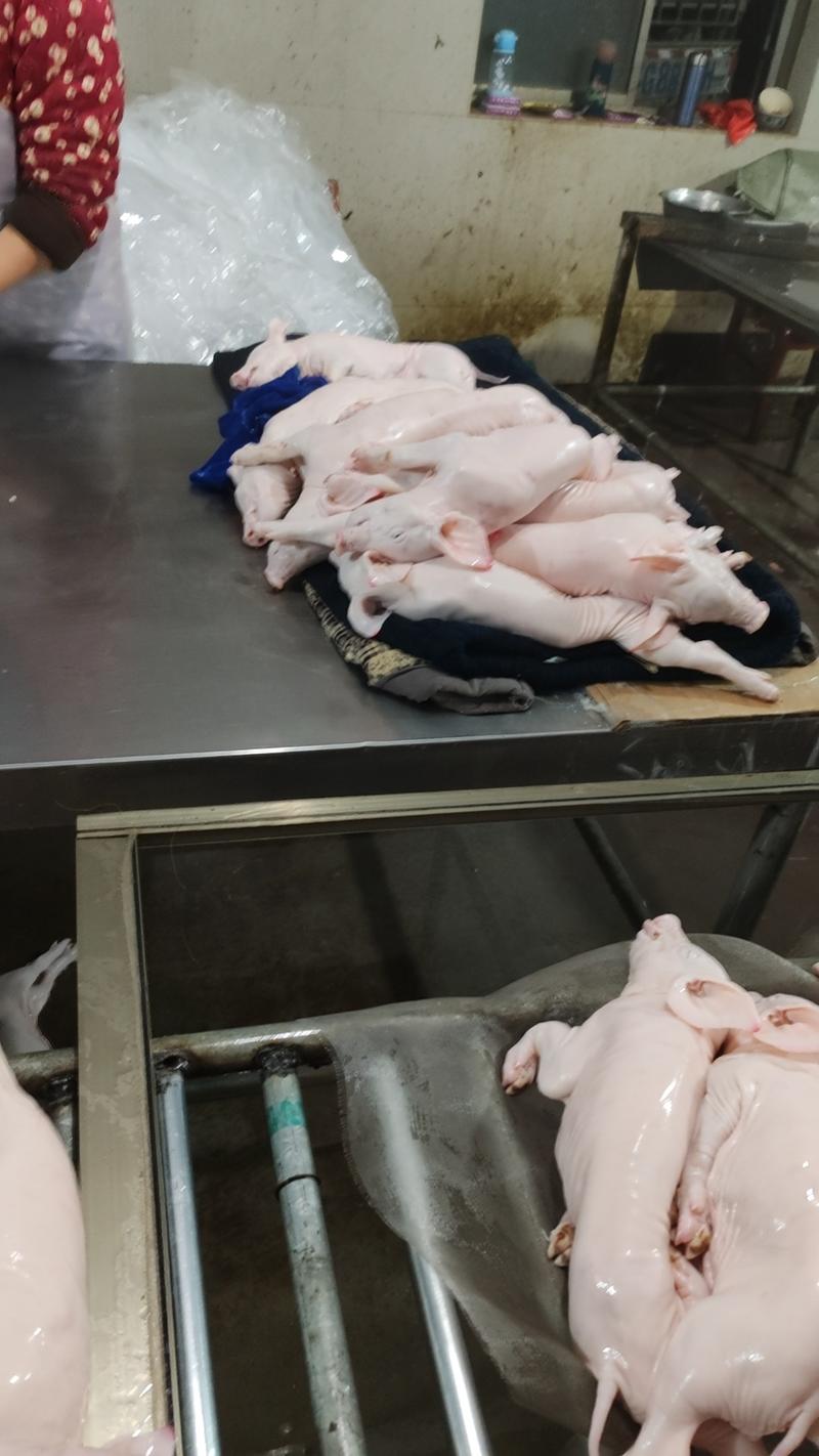 现货现杀乳猪，源头厂家直发，打包价通货1.5～6公斤