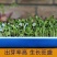 向日葵种子观赏油葵种子可榨油春夏秋播种美国油葵种子庭