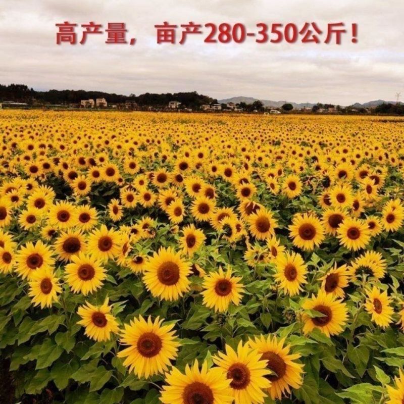 向日葵种子观赏油葵种子可榨油春夏秋播种美国油葵种子庭