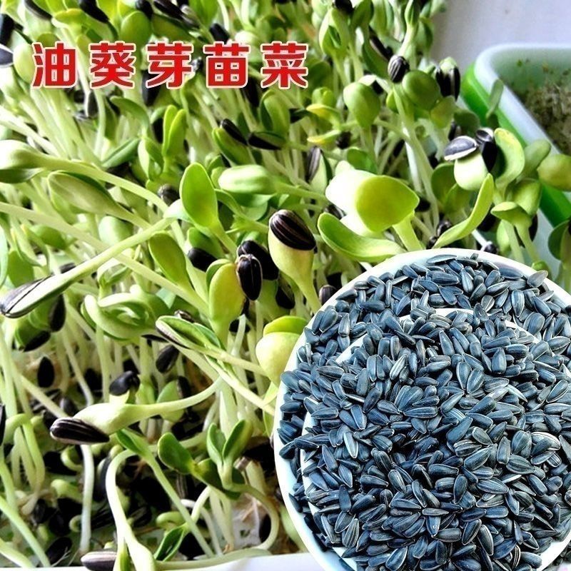 向日葵种子观赏油葵种子可榨油春夏秋播种美国油葵种子庭