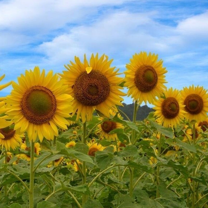 向日葵种子观赏食用花种种子室内盆栽四季室外庭院矮葵花种籽