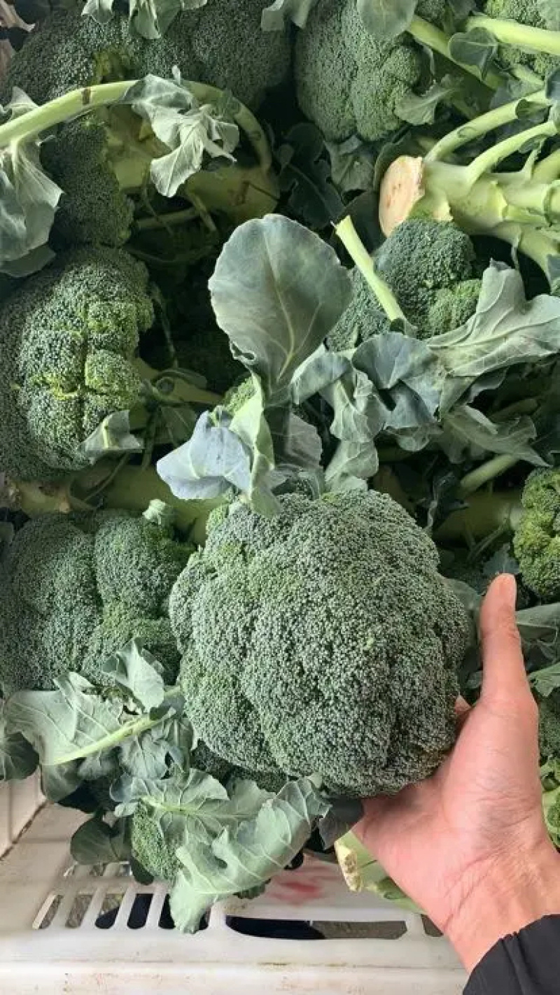 甘肃西兰花，张掖美青，耐寒