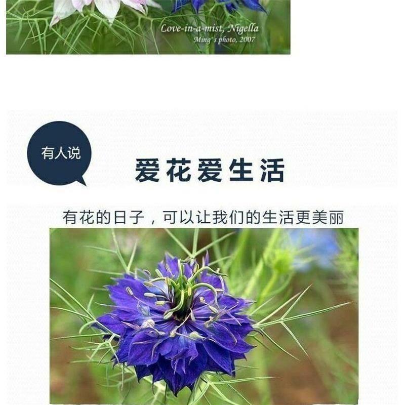 黑种草种子四季播种开花波斯宝石室外庭院易活阳台盆栽花种籽