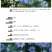 黑种草种子四季播种开花波斯宝石室外庭院易活阳台盆栽花种籽