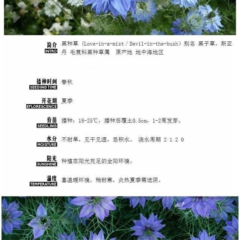 黑种草种子四季播种开花波斯宝石室外庭院易活阳台盆栽花种籽