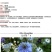 黑种草种子四季播种开花波斯宝石室外庭院易活阳台盆栽花种籽