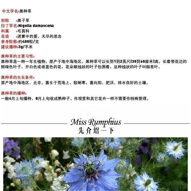 黑种草种子四季播种开花波斯宝石室外庭院易活阳台盆栽花种籽
