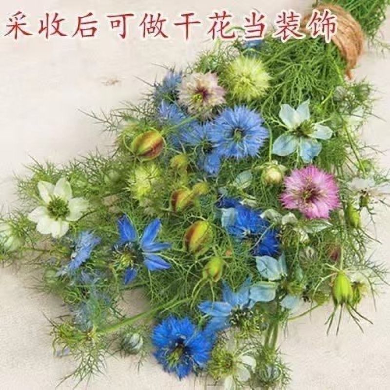黑种草种子四季播种开花波斯宝石室外庭院易活阳台盆栽花种籽