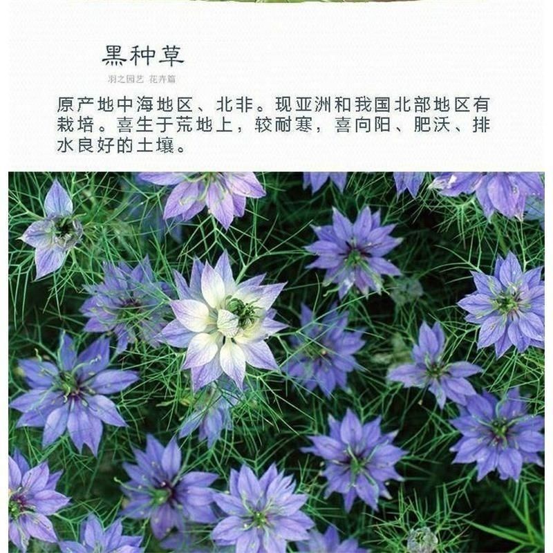 黑种草种子四季播种开花波斯宝石室外庭院易活阳台盆栽花种籽