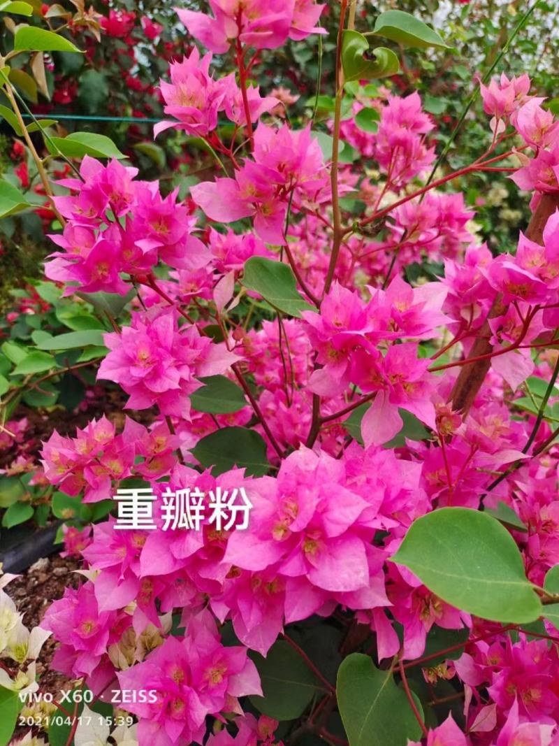 云南产地特色三角梅大量基地供货保质保量存活率高无死苗