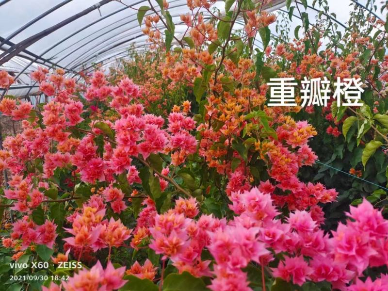 云南产地特色三角梅大量基地供货保质保量存活率高无死苗
