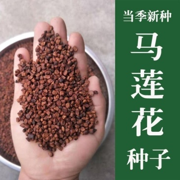 马莲种子马兰花种子马连多年生耐寒耐水耐涝水边花卉可水