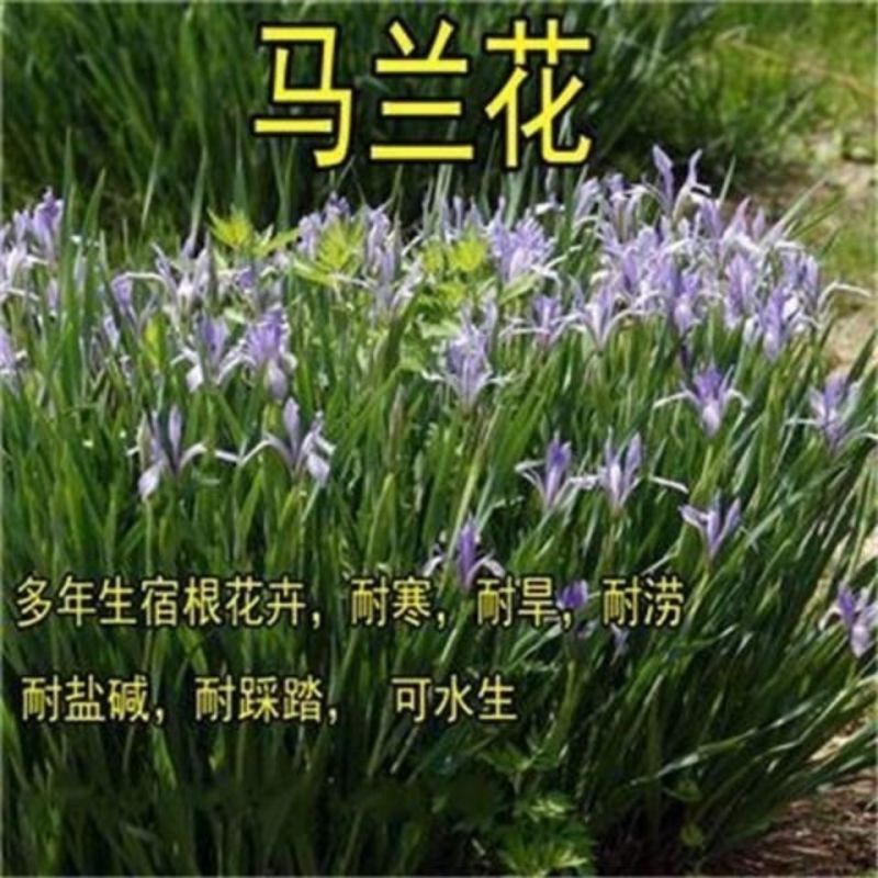 马莲种子马兰花种子马连多年生耐寒耐水耐涝水边花卉可水