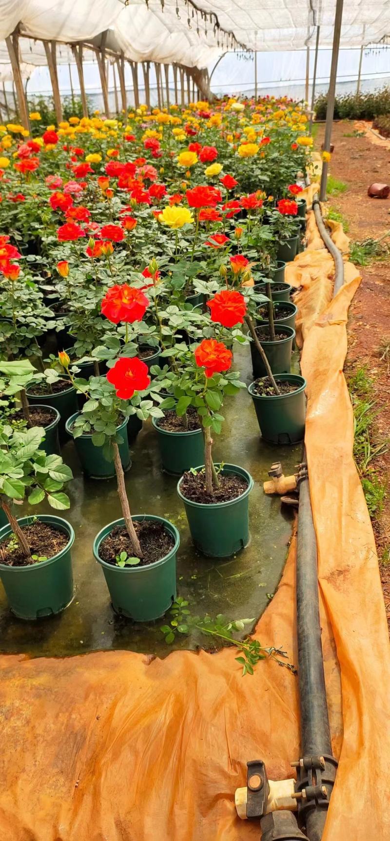 昆明月季花苗大型种植批发基地规格齐全质量保证坏死包賠