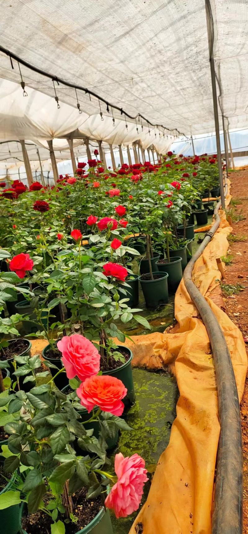 昆明月季花苗大型种植批发基地规格齐全质量保证坏死包賠