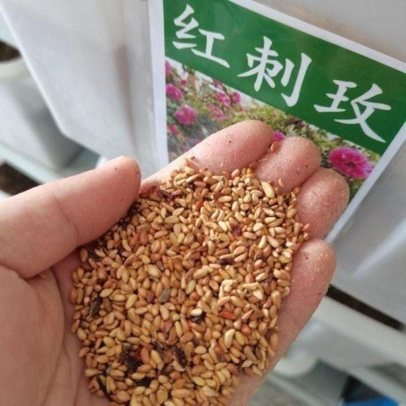 红刺玫种子香草花卉种籽红玫瑰种子四季可播多年生花卉蔷薇种