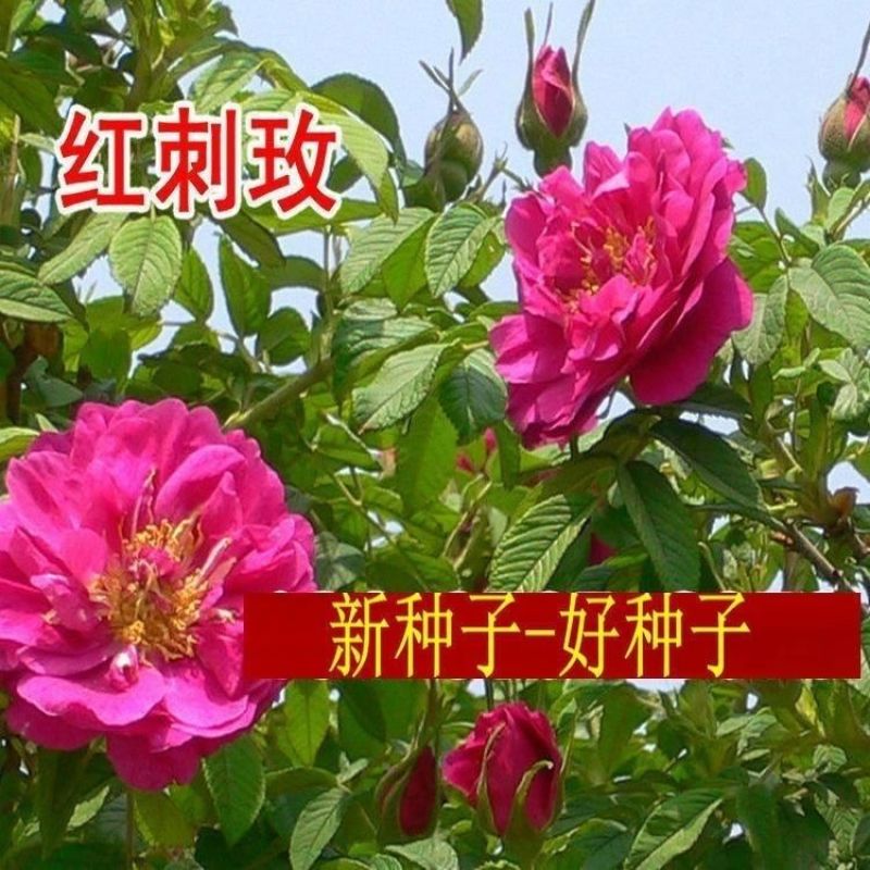 红刺玫种子香草花卉种籽红玫瑰种子四季可播多年生花卉蔷薇种