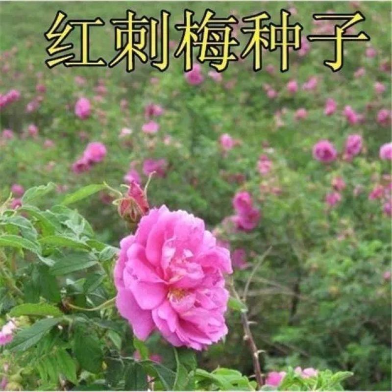 红刺玫种子香草花卉种籽红玫瑰种子四季可播多年生花卉蔷薇种