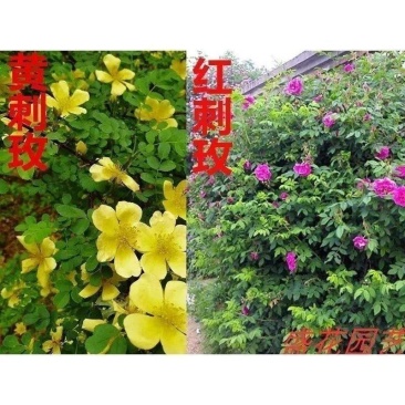 黄刺玫种子红刺玫种子带刺玫瑰花种子包邮园林绿化观赏开花新
