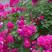 黄刺玫种子红刺玫种子带刺玫瑰花种子包邮园林绿化观赏开花新