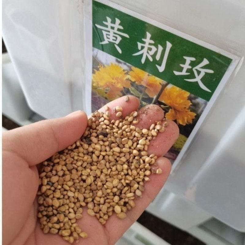 黄刺玫种子红刺玫种子带刺玫瑰花种子包邮园林绿化观赏开花新