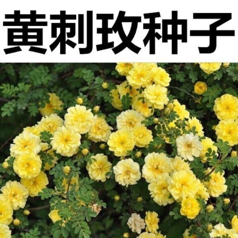 黄刺玫种子红刺玫种子带刺玫瑰花种子包邮园林绿化观赏开花新