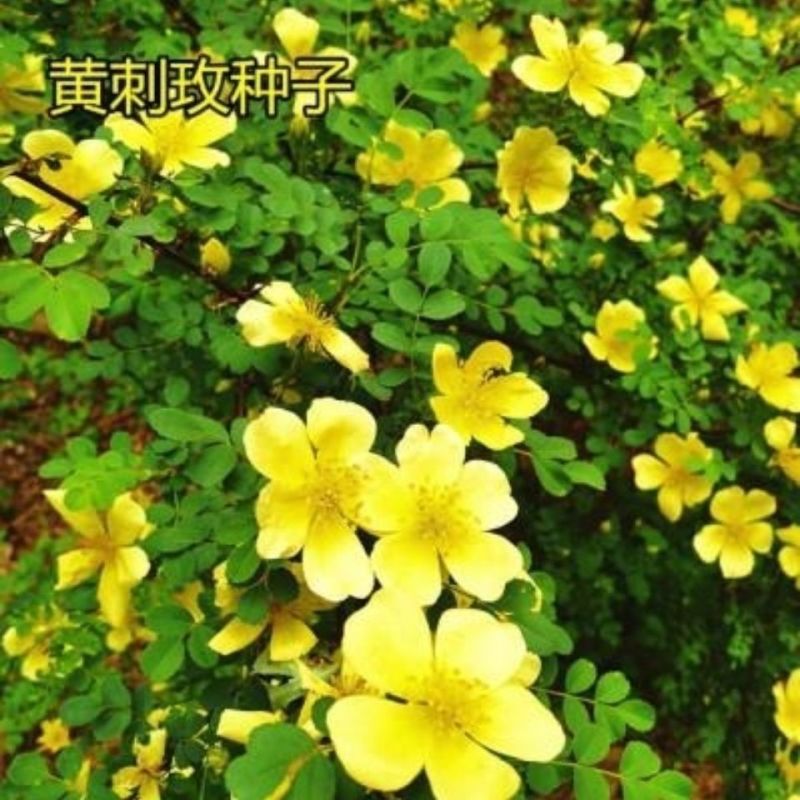 黄刺玫种子红刺玫种子带刺玫瑰花种子包邮园林绿化观赏开花新