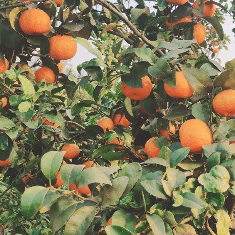 【沙糖桔】广西沙糖桔大量供应现摘现发可视频看货欢迎联系