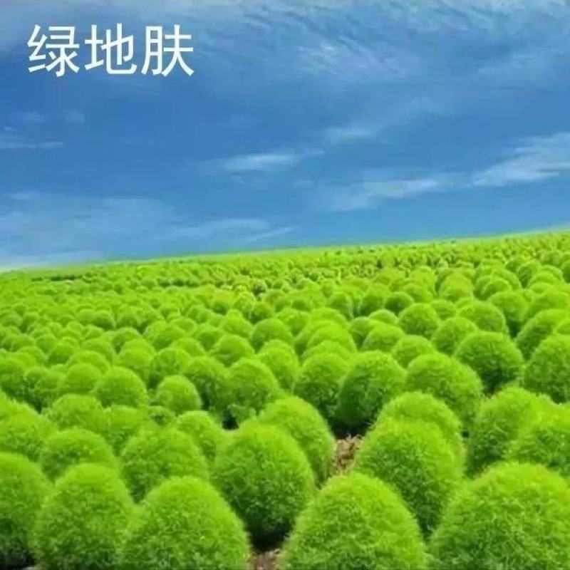 地肤种子绿地肤绿地肤种子扫帚苗孔雀松景观花海庭院