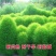 地肤种子绿地肤绿地肤种子扫帚苗孔雀松景观花海庭院