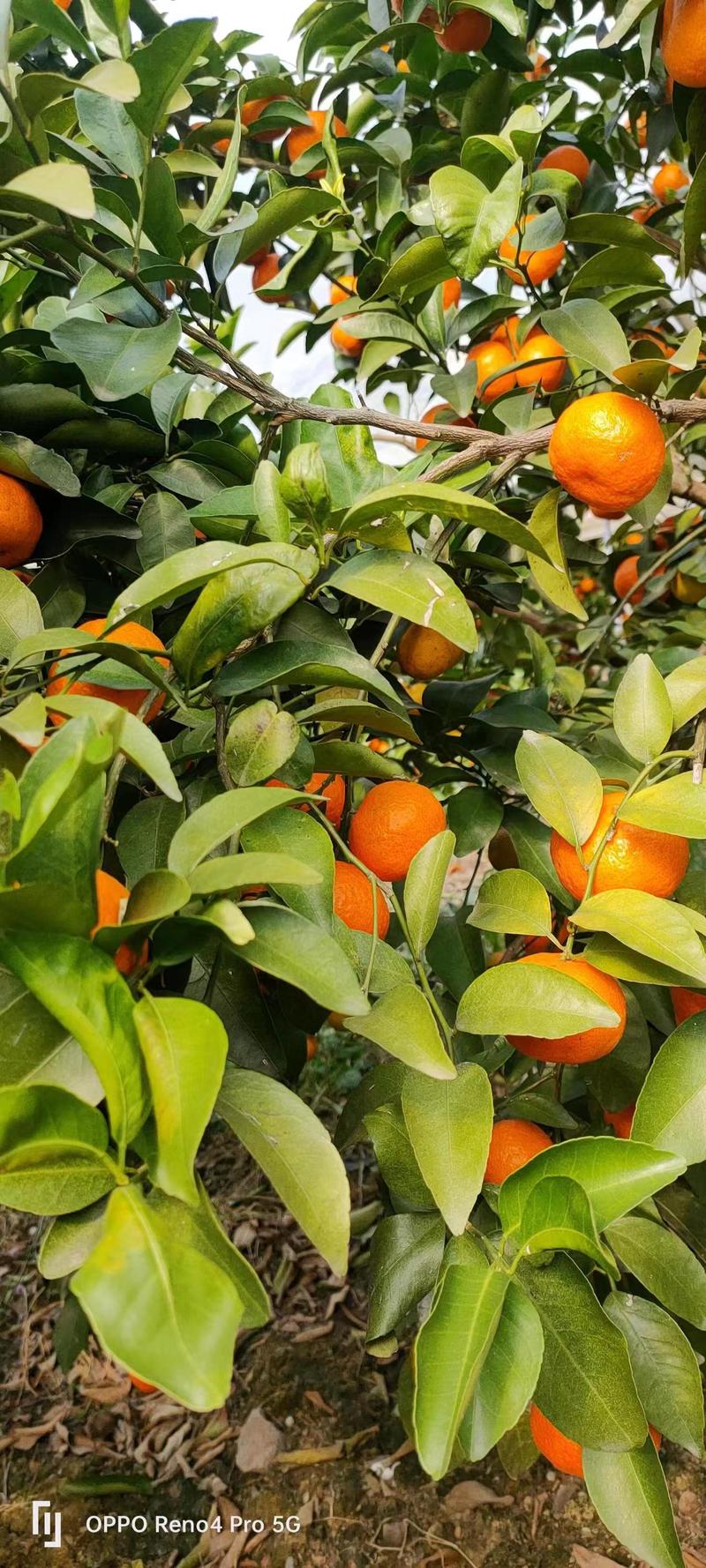 广西精品砂糖橘大量供应产地供应高甜度口感好质量保证