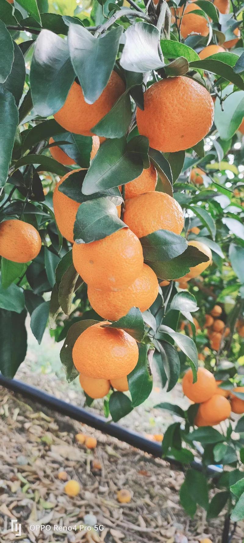 广西精品砂糖橘大量供应产地供应高甜度口感好质量保证