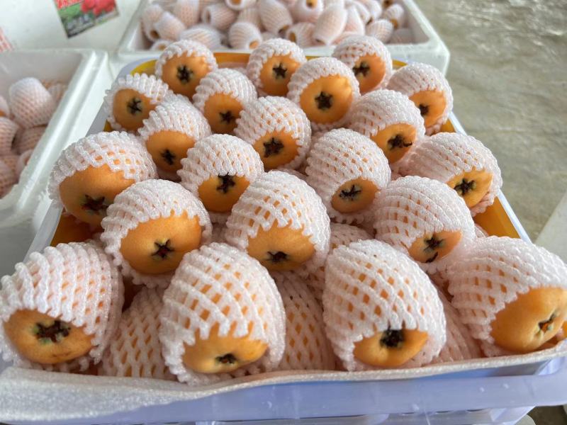 蒙自枇杷
