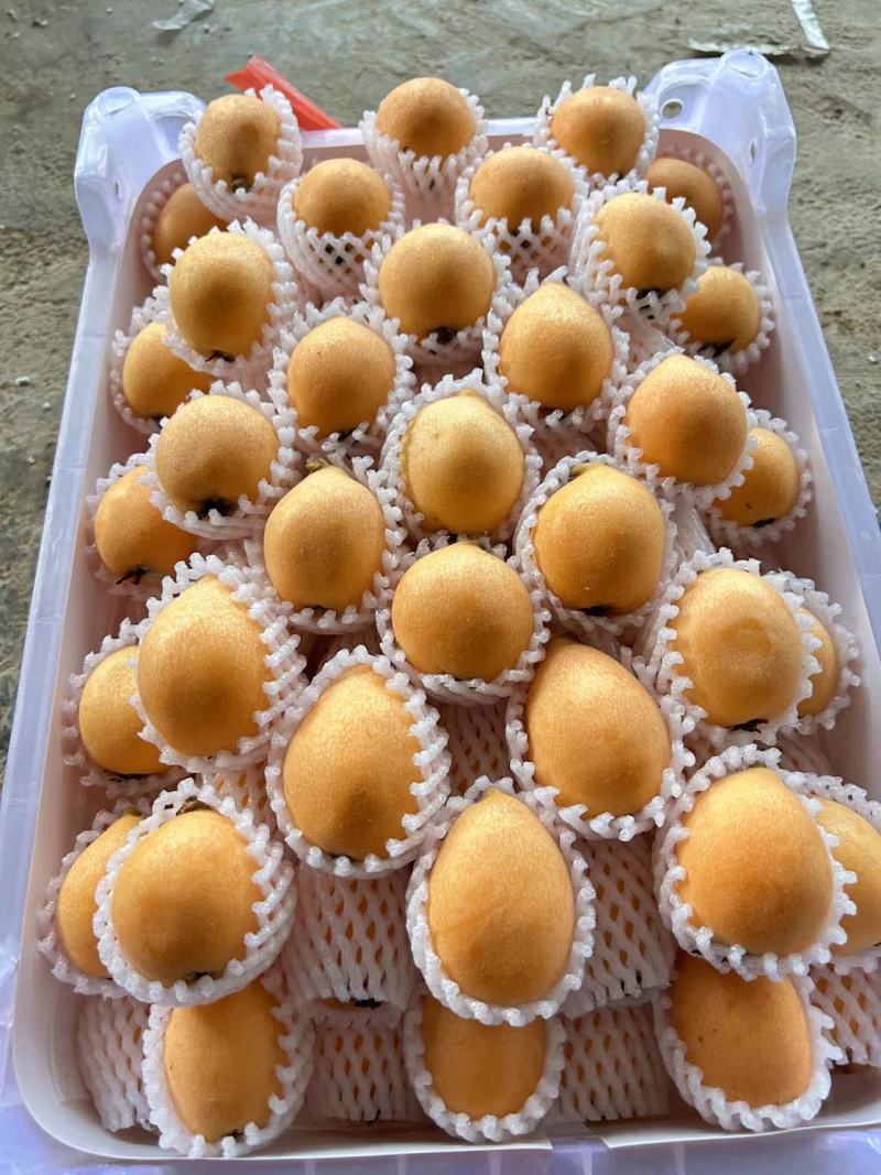 蒙自枇杷