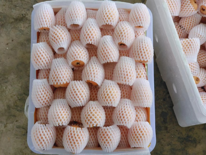 蒙自枇杷