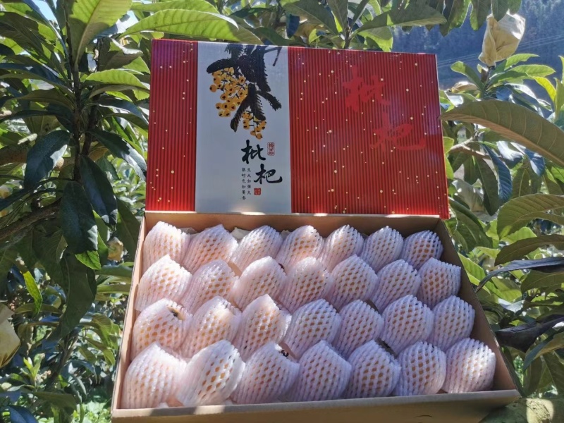 蒙自枇杷
