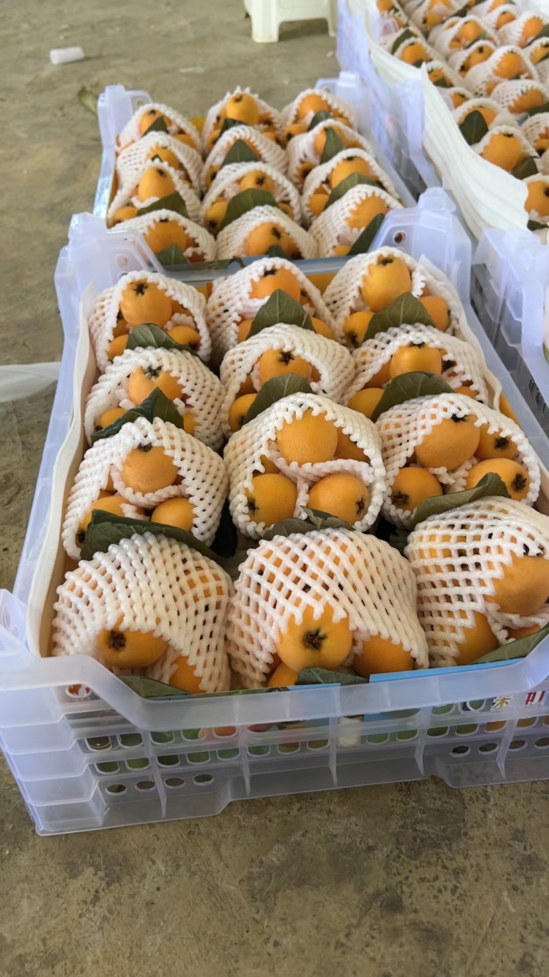 蒙自枇杷