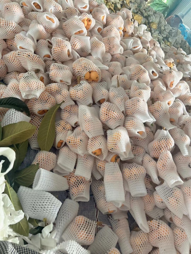 蒙自枇杷