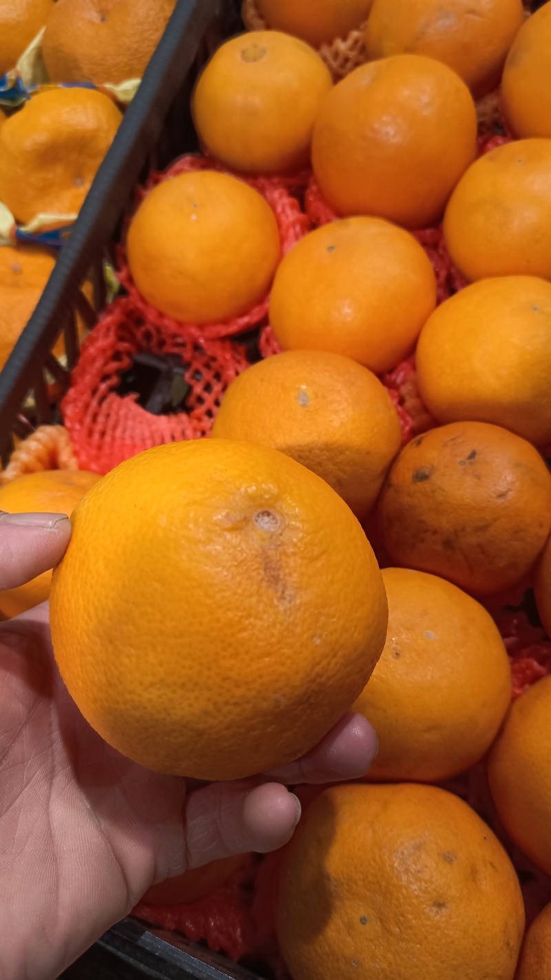 红美人精品水果5斤装/箱