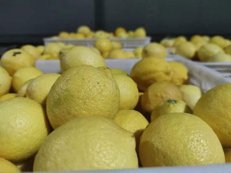 新鲜黄柠檬安岳黄柠檬多汁专用奶茶特产新鲜